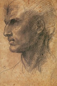 左向きのプロフィールの男性の頭 作： Andrea del Sarto